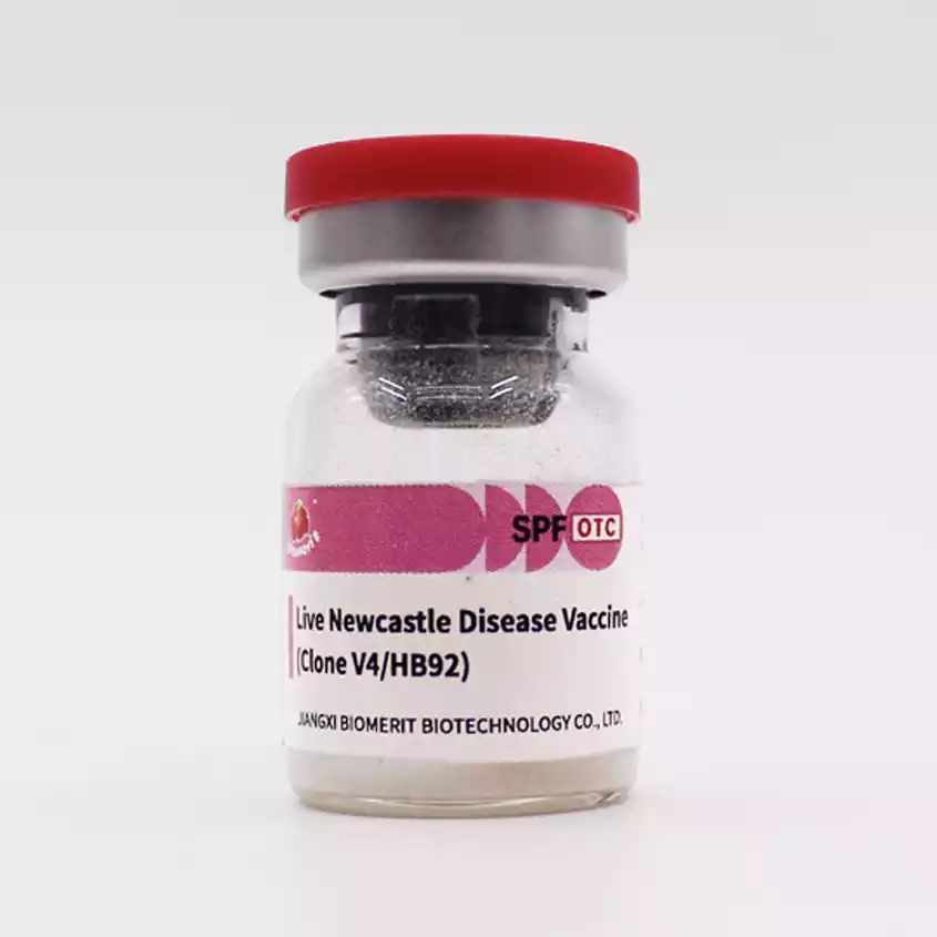 newcastle disease live vaccine