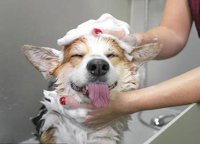 dog bathing