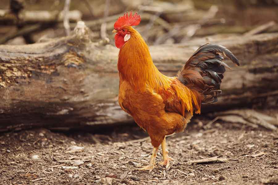 How To Treat Infectious Coryza In Chickens? - Wixbio