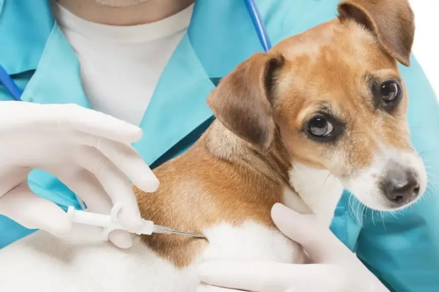 key dos and don'ts after dog vaccination