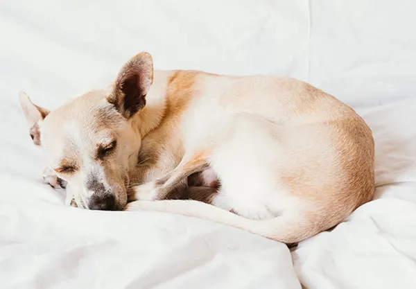 sleeping after dog vaccination