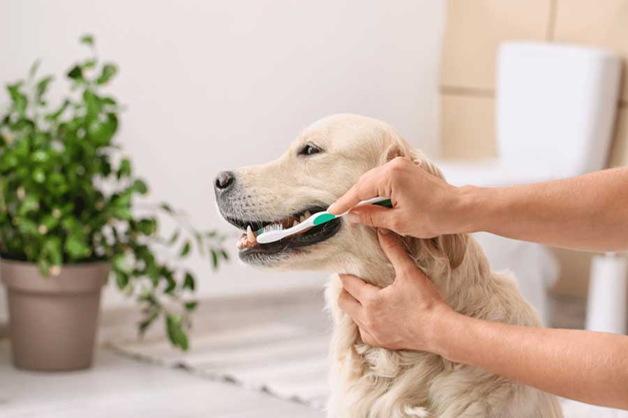 can dog annual vaccinations be done during dental cleaning