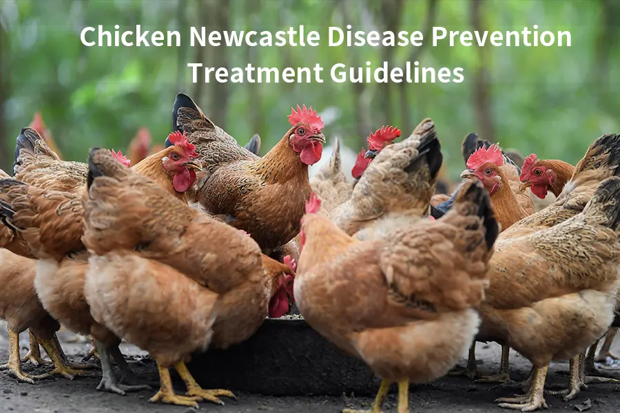 newcastle disease prevention, treatment guide