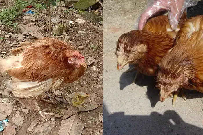 symptoms of newcastle disease in chickens