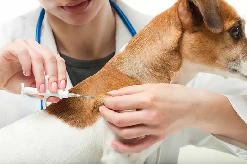 what vaccines do dogs need for boarding