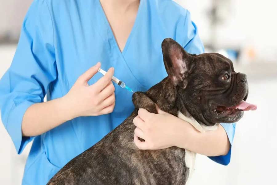 what vaccines do dogs need for boarding