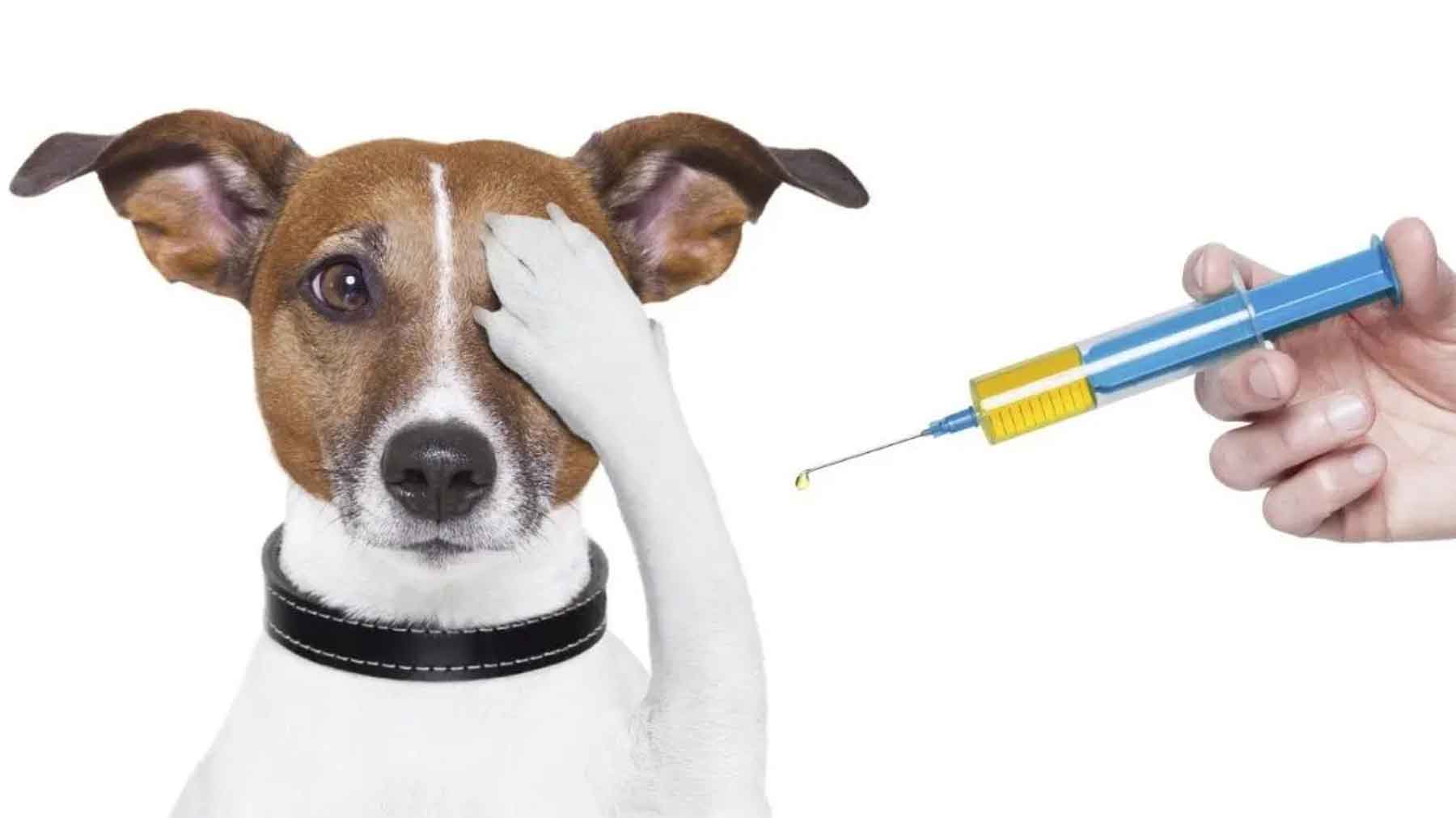 what vaccines do dogs need for boarding2