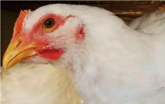 symptoms of chicken coccidia