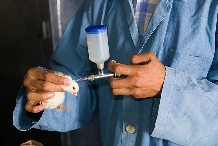 types of vaccination in poultry