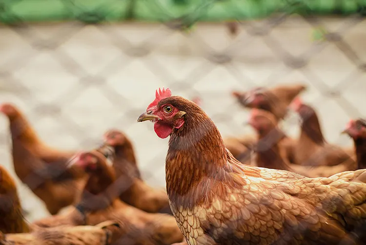 how to treat infectious coryza in chickens